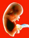 внутриутробное развитие плода. календарь беременности 11 неделя