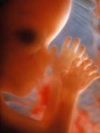 внутриутробное развитие плода. календарь беременности 14 неделя