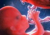внутриутробное развитие плода. календарь беременности 15 неделя