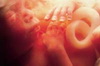 внутриутробное развитие плода. календарь беременности 23 неделя