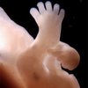 Связь копчико-теменного размера (КТР) со сроком беременности