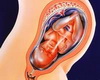 внутриутробное развитие плода. календарь беременности 36 неделя