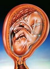 внутриутробное развитие плода. календарь беременности 40 неделя