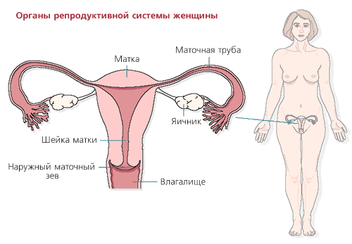 Репродуктивная система женщины